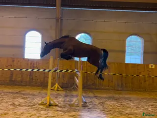 hästar 3st Halvblod. - Annons 18