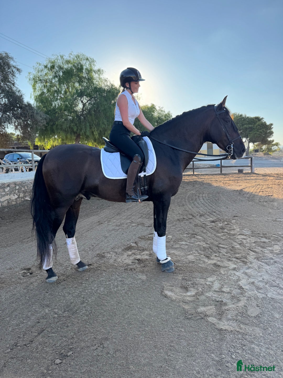 Dressyr hästar till salu: Superfin 5-årig PRE  i Alicante - Annons 2