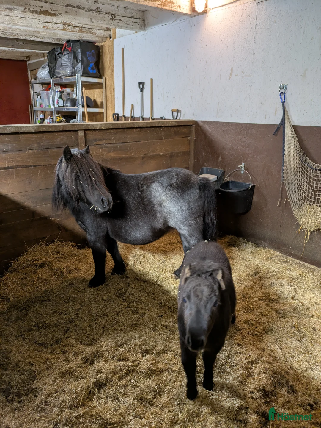 Allround hästar till salu: Ridet och kört sto+unghingstar  i Katrineholm - Annons 6