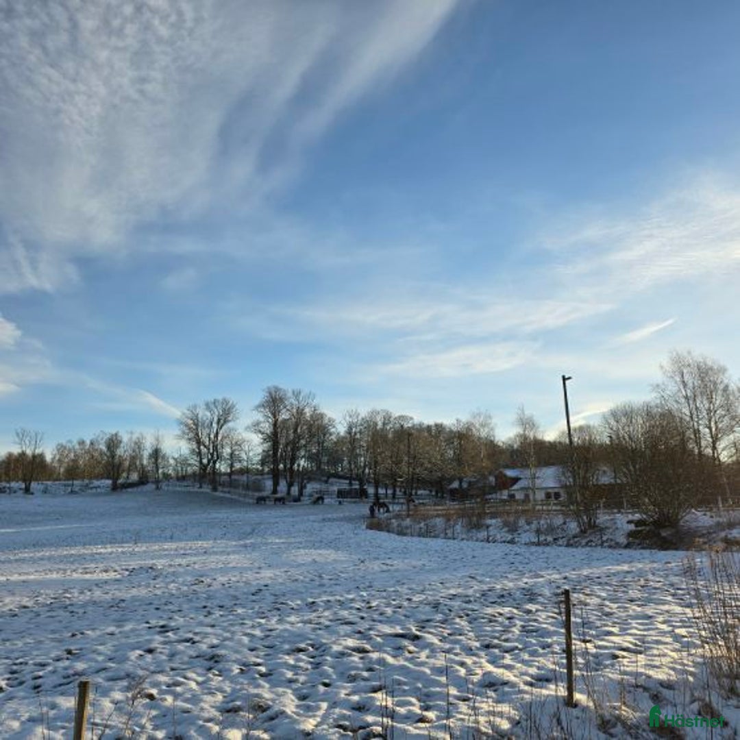 Allround hästar sökes: Häst sökes🐴 i Brämhult - Annons 4