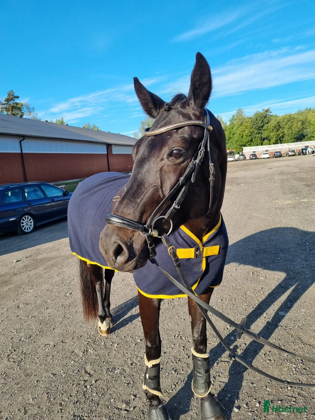 Dressyr hästar till salu: 8-årig allroundtalang - Annons 1