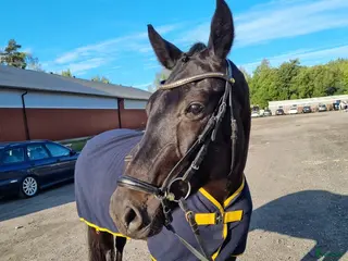 hästar 8-årig allroundtalang - Annons 7