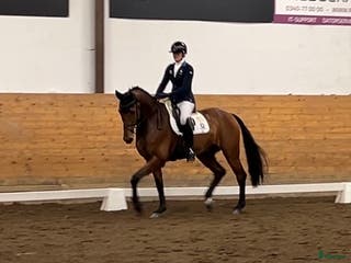 hästar Dressyrhäst med det lilla extra i Morup - Annons 18