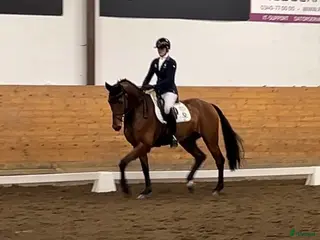 hästar Dressyrhäst med det lilla extra i Morup - Annons 3