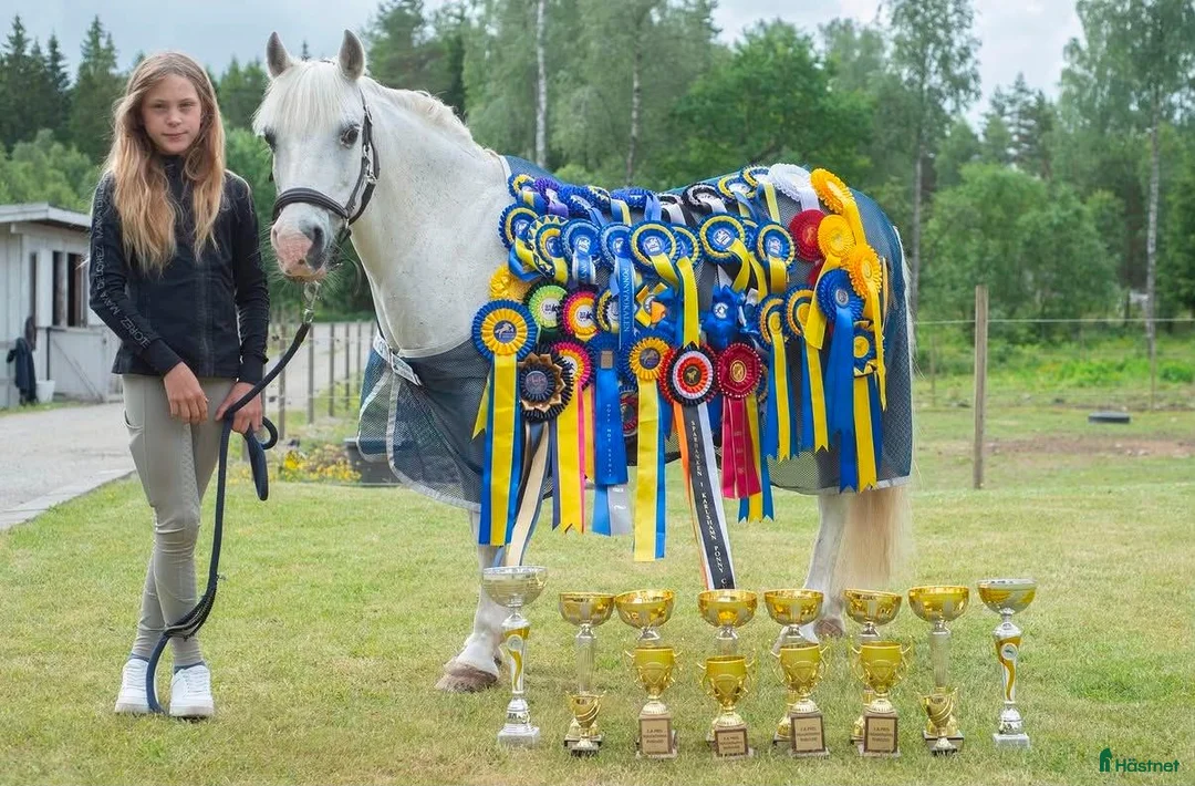 Allround hästar till salu: 🐴 Bästa vän och rolig kompis🐴 - Annons 2