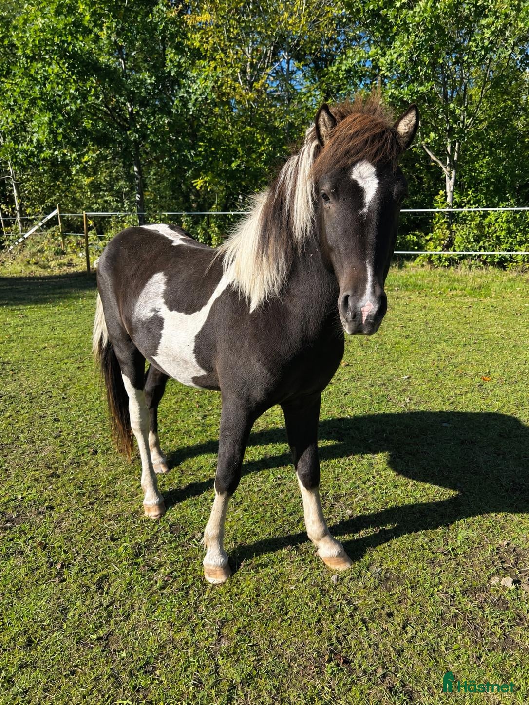  hästar Vacker svartskäckhingst - Annons 1