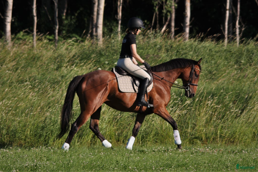 Allround hästar till salu: Intressekoll: Pigg och rolig hobbyhäst i Norrtälje - Annons 6