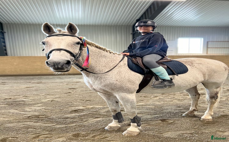  hästar i Åre - Annons 6