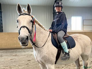 hästar Vacker herre med hjärta av guld. i Åre - Annons 11