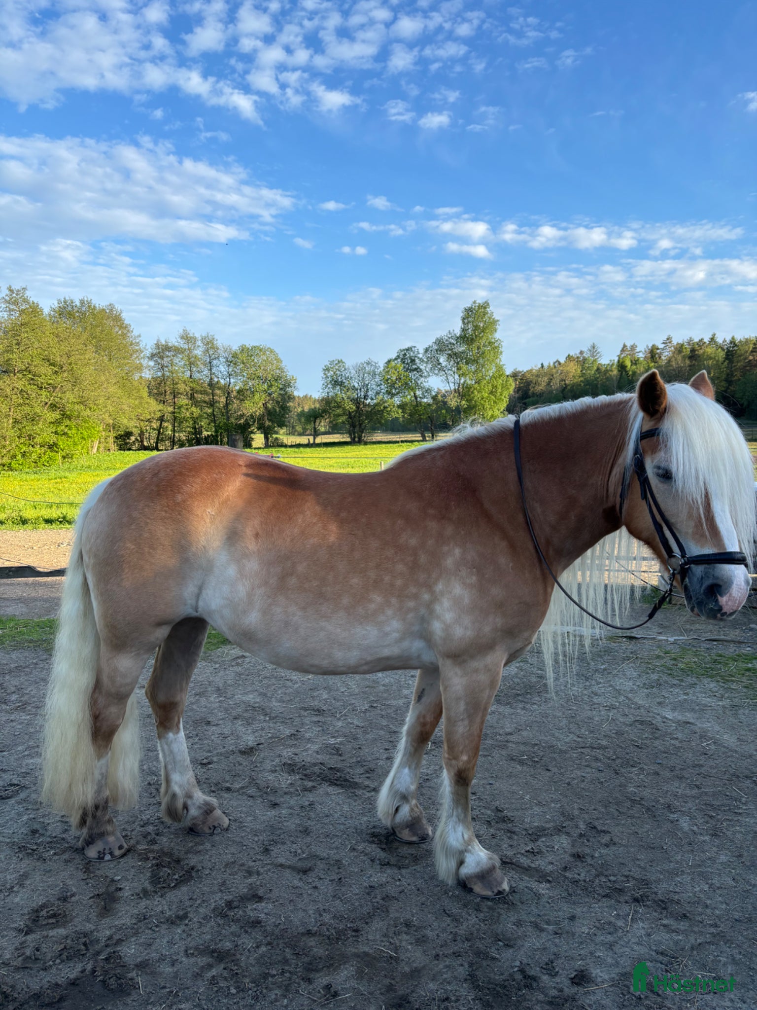 Allround hästar till salu: Trevligt Haflingersto - Annons 2