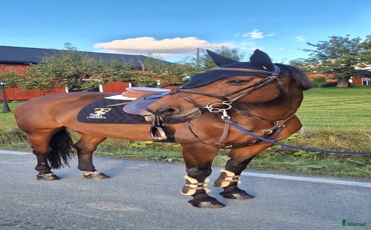  hästar i Köping - Annons 3