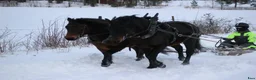 Körning hästar till salu: Trevlig körponny  - Annons 5