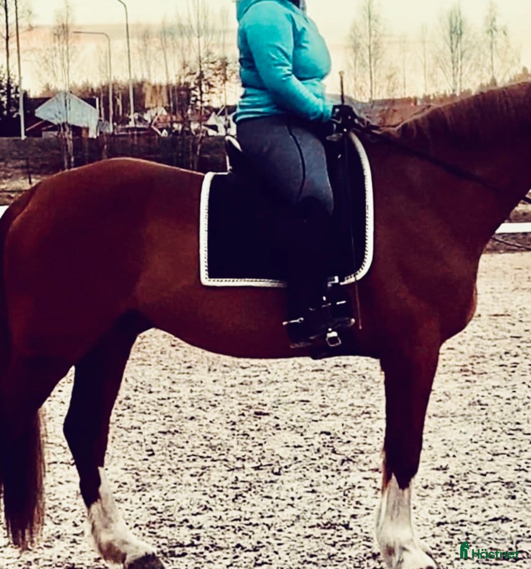 Sadlar hästutrustning till salu: Arena Dressage 17,5 i Falun - Bild 6
