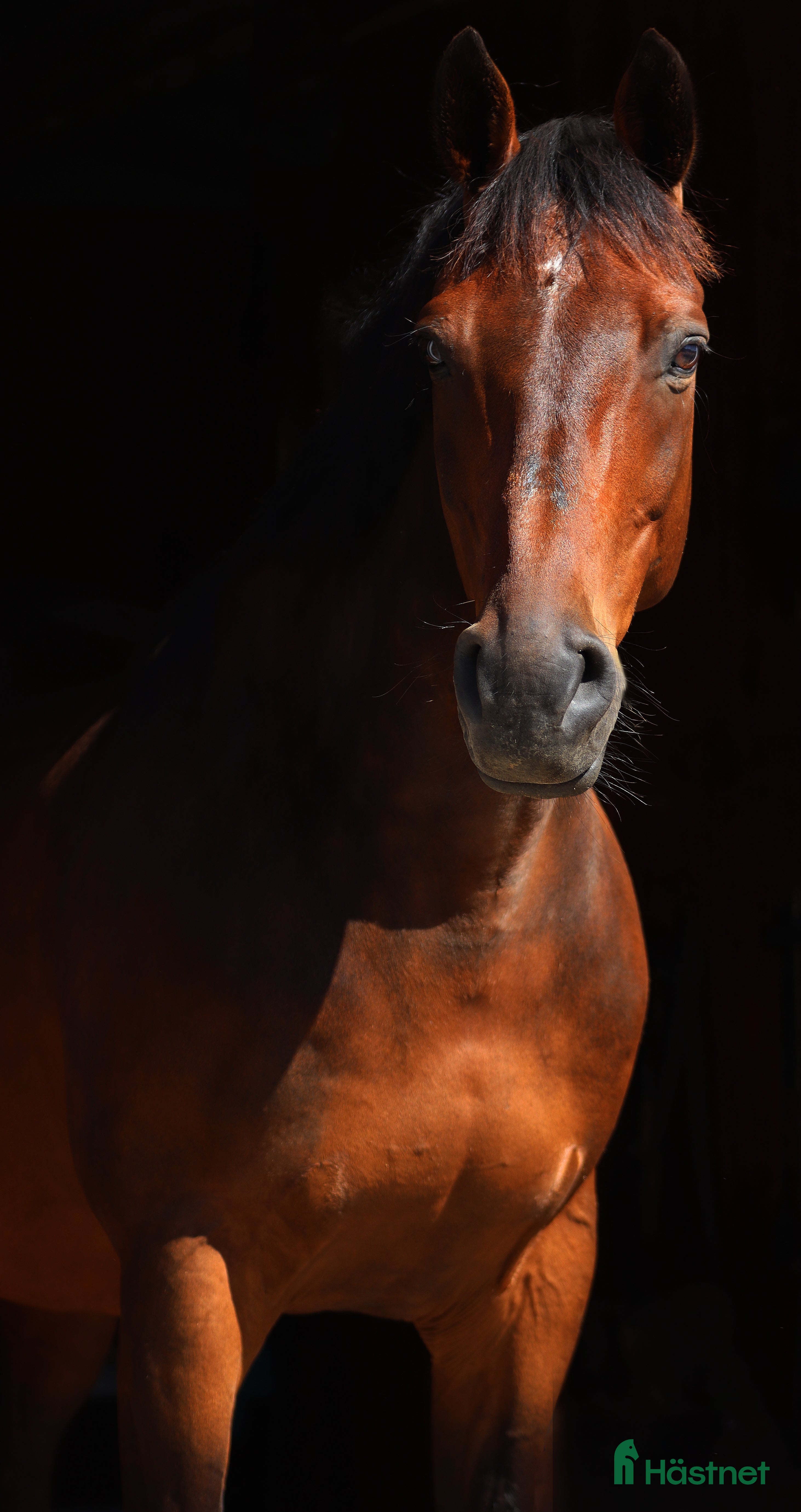  hästar En diamant i Stenstorp - Annons 16