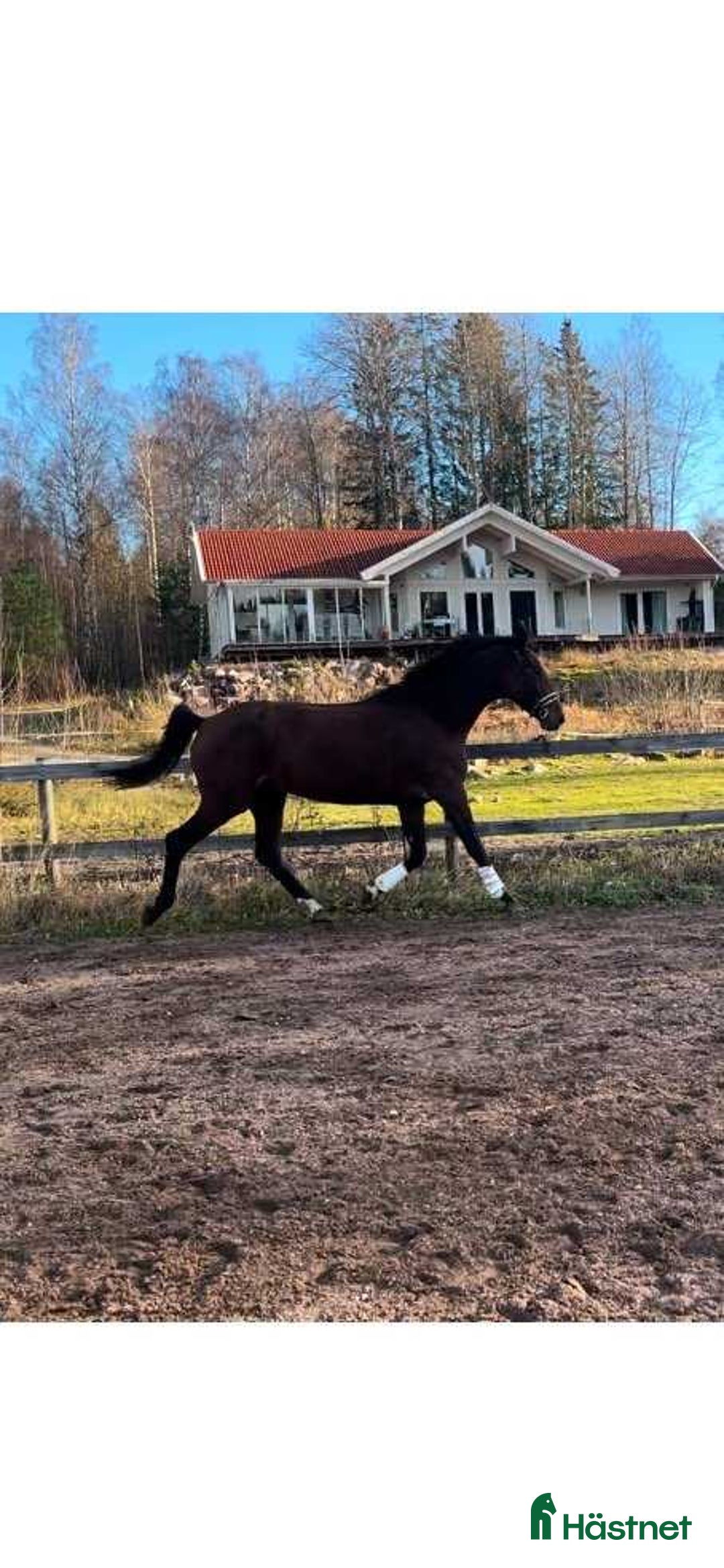 Dressyr hästar till salu: Stor & Flott häst  i Mariestad - Annons 1