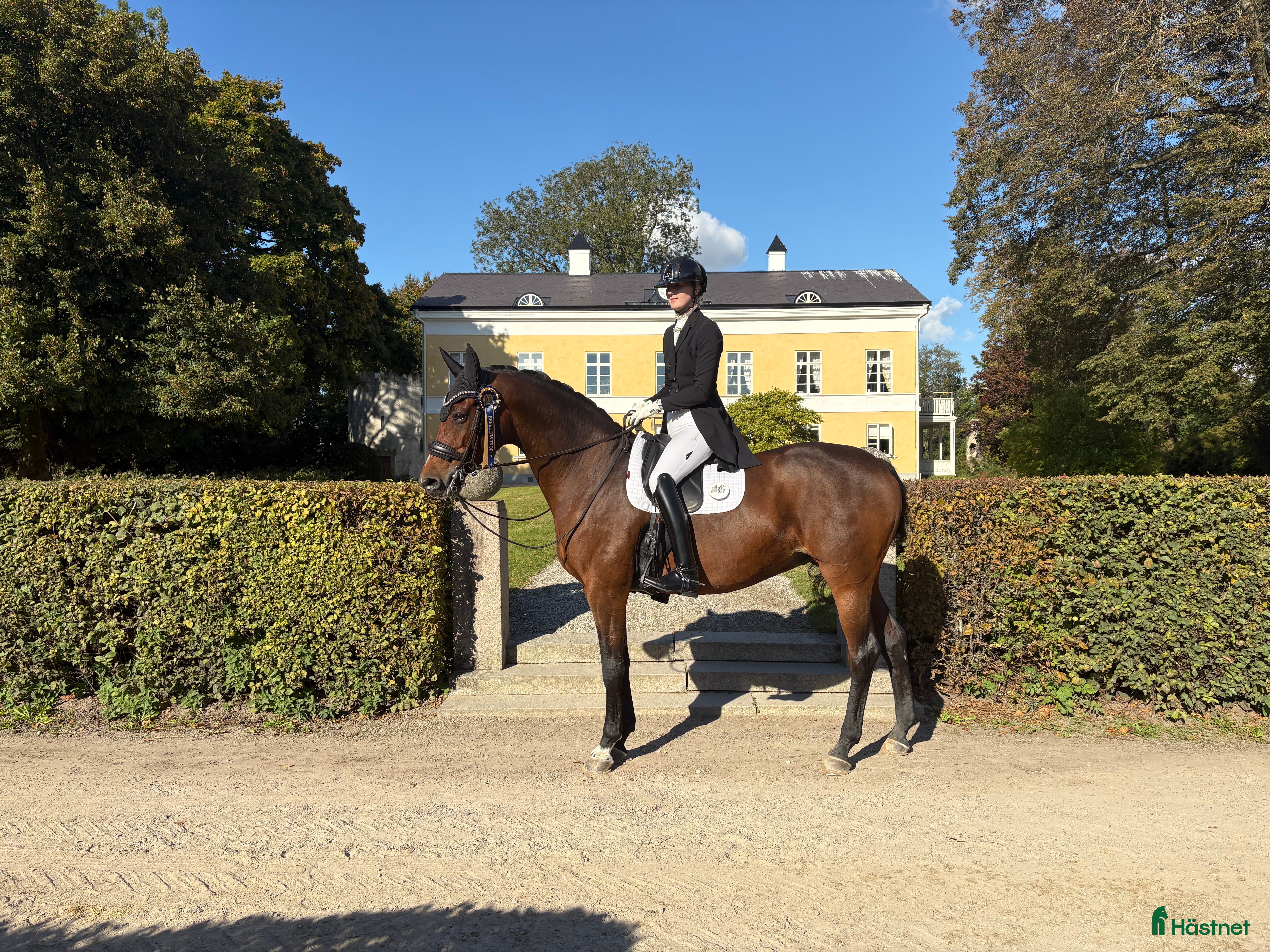  hästar Sto med power som älskar att tävla! - Annons 4