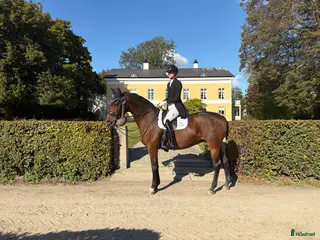 hästar Sto med power som älskar att tävla! - Annons 4