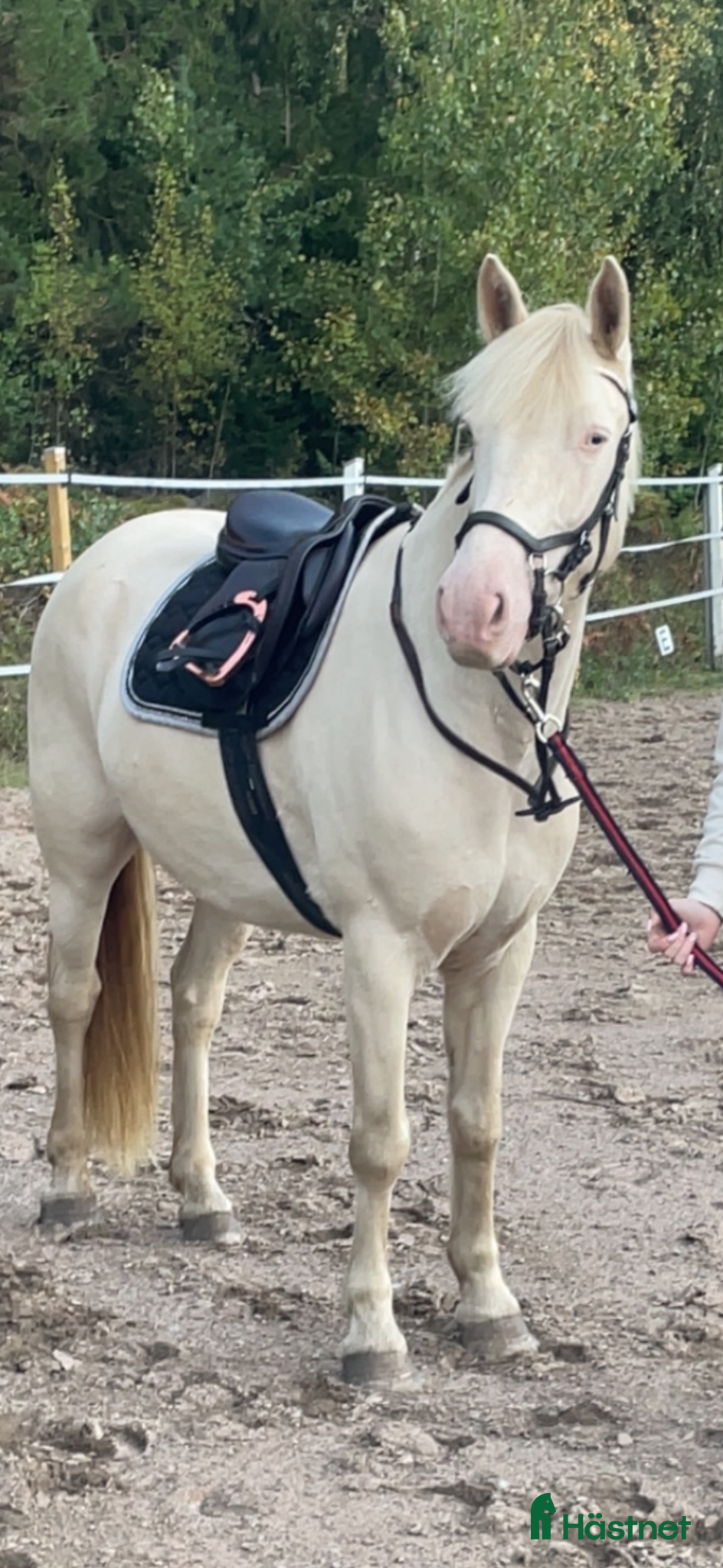  hästar Snäll ponny - Annons 3