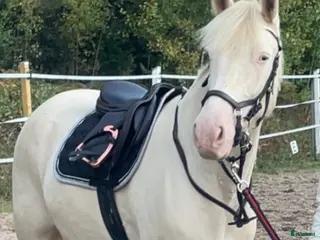 hästar Snäll ponny - Annons 3