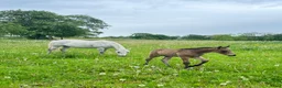 Allround hästar till salu: Fullstammad Connemara Hingst e Bjennesby Axwell i Falköping - Annons 6