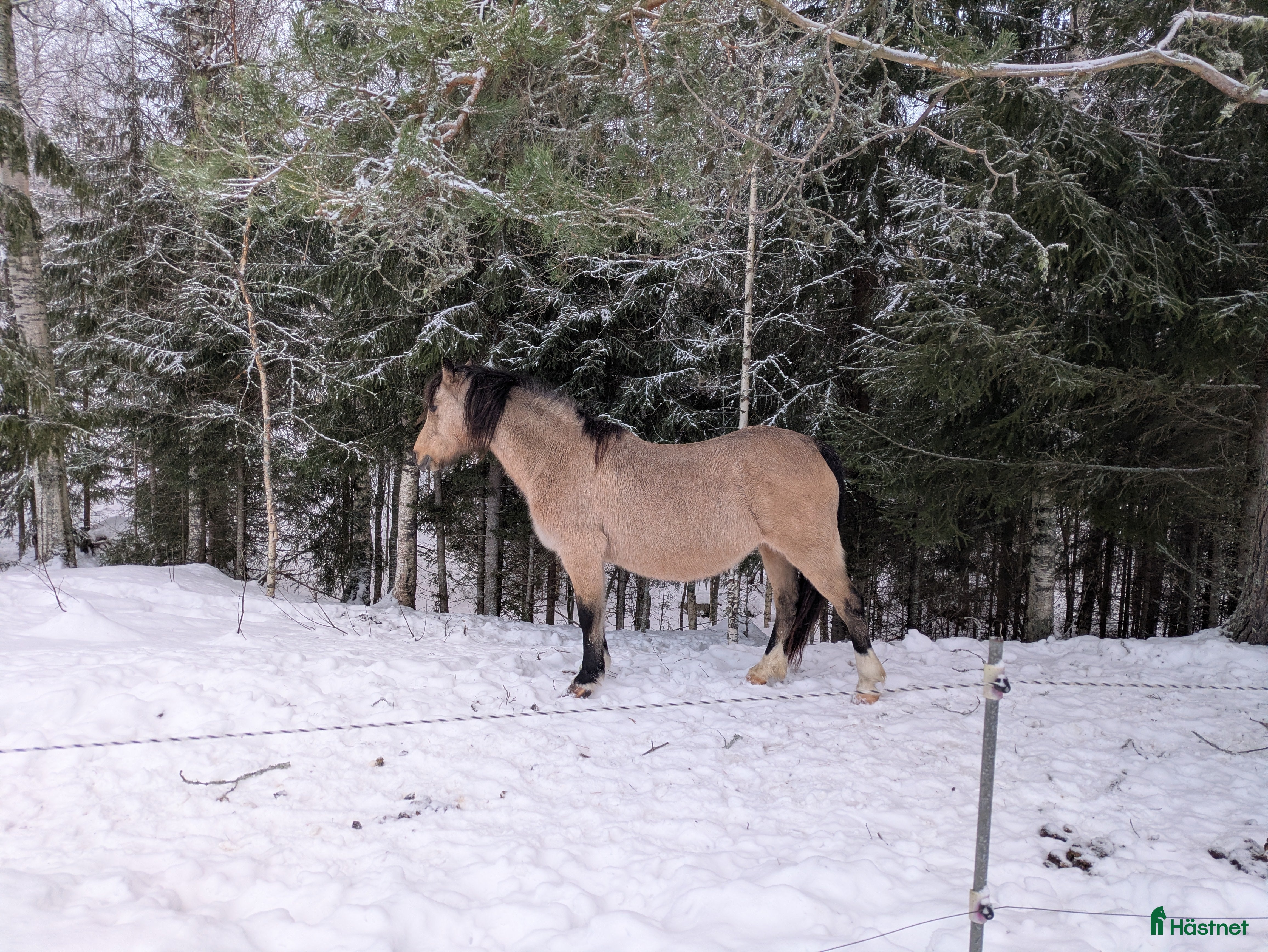  hästar Avelssto med guldkant. - Annons 6