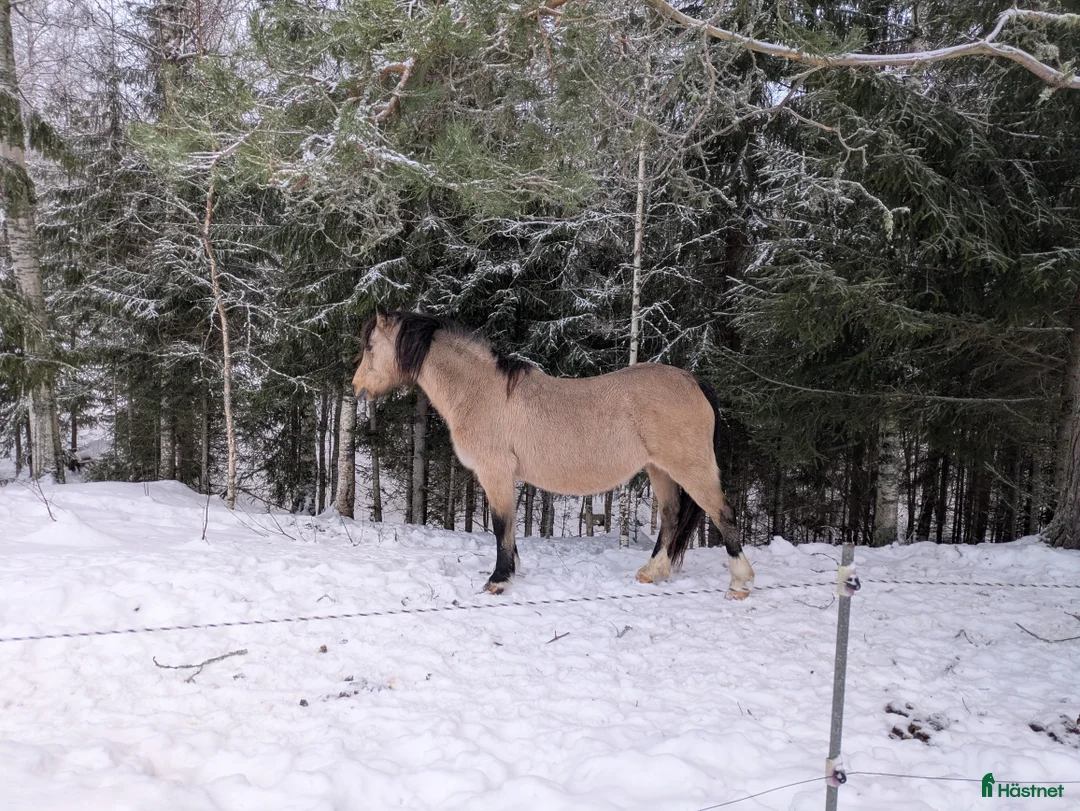 Avelshästar hästar till salu: Avelssto med guldkant. - Annons 1