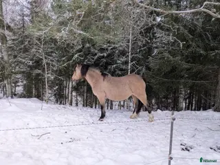 hästar Avelssto med guldkant. - Annons 5