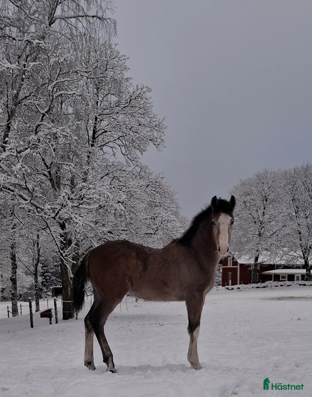 Hoppning hästar till salu: Härligt hingstföl med framåtanda ! - Annons 7