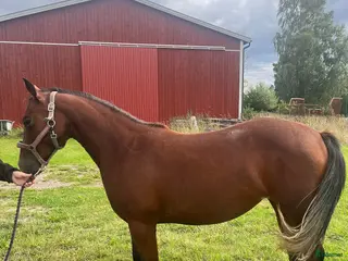 hästar Super trevligt Quartersto - Annons 2