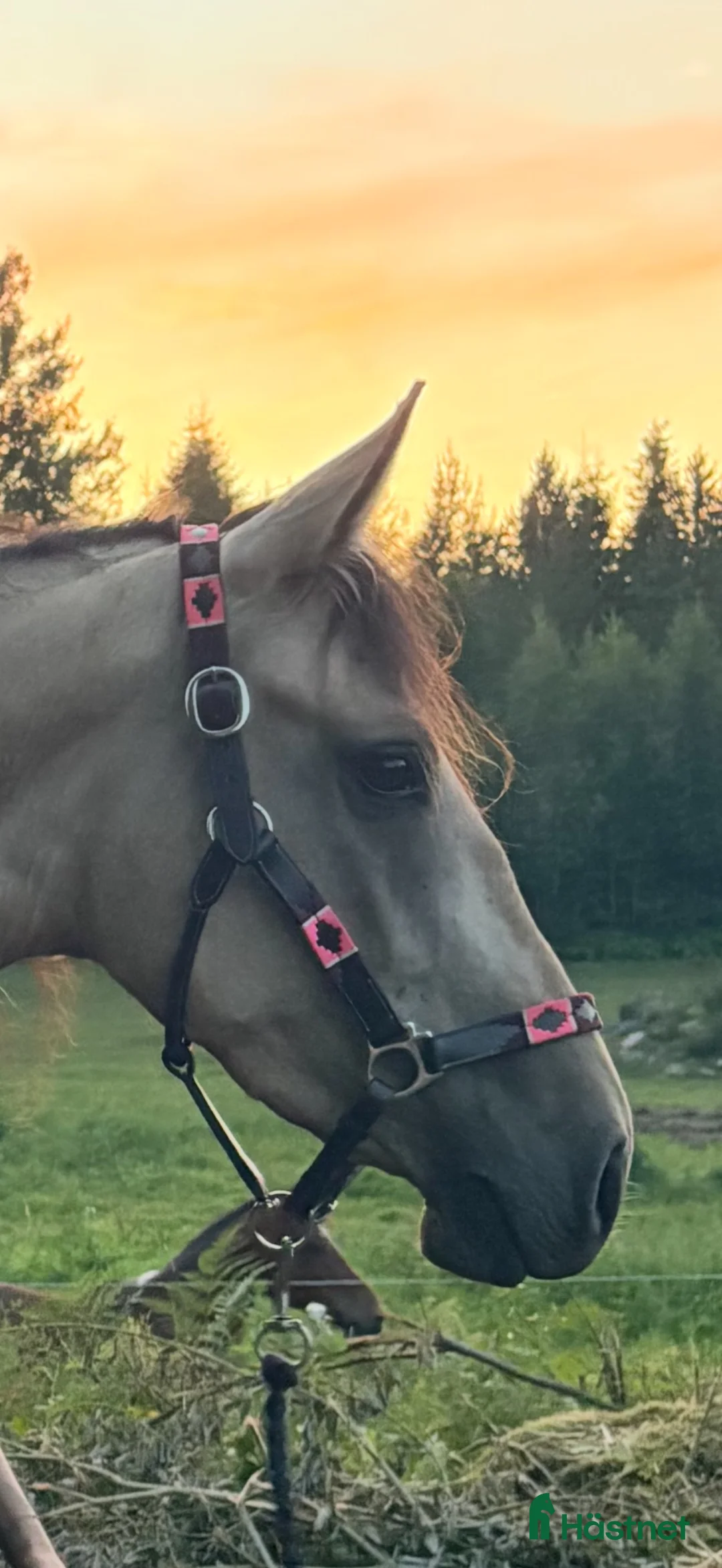 Allround hästar till salu: Gul skönhet  - Annons 4