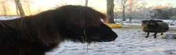  foderhäst sökes: Minishetland letar efter en ny kompis (fodervård) - Annons 1