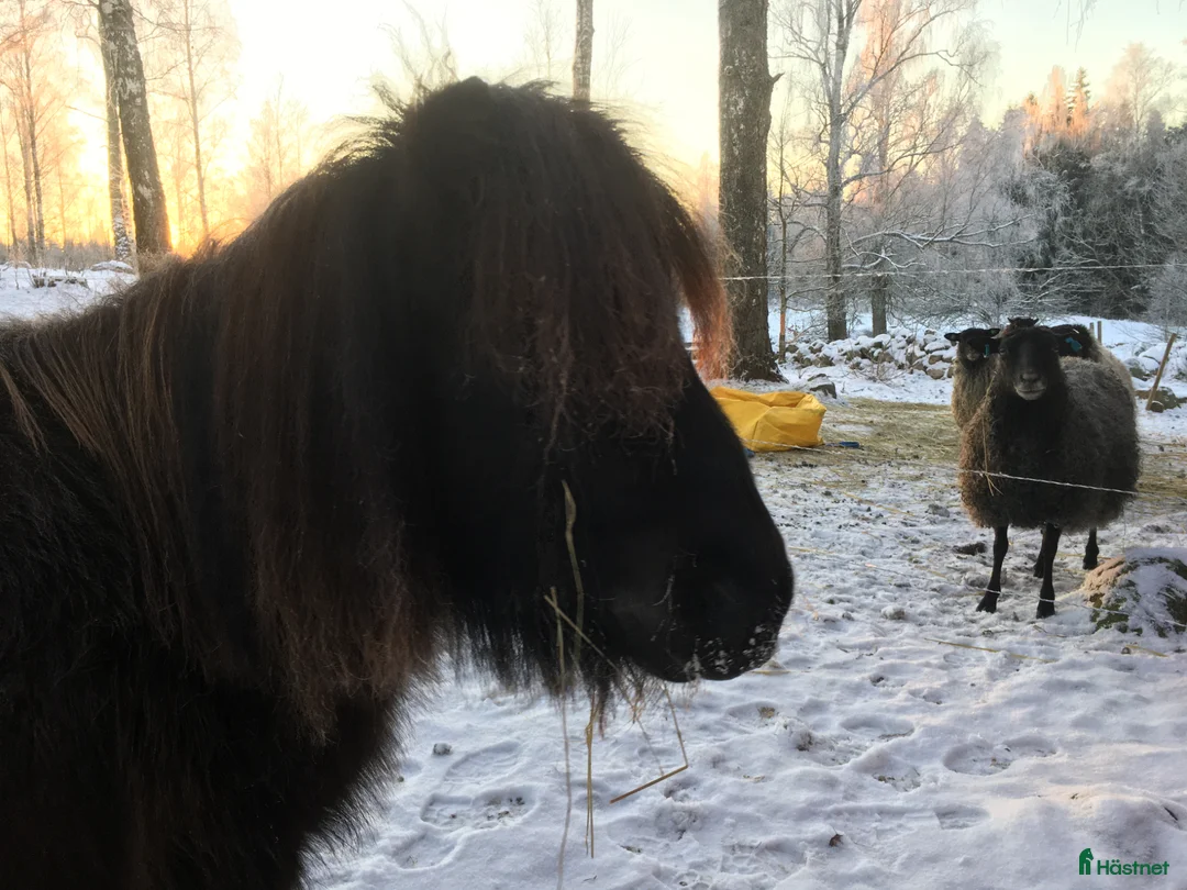  foderhäst sökes: Minishetland letar efter en ny kompis (fodervård) - Annons 1
