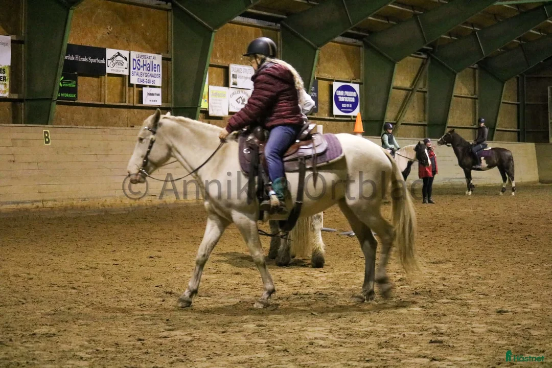 Working Equitation hästar till salu: En riktigt trevlig ponny  i Färgelanda - Annons 5