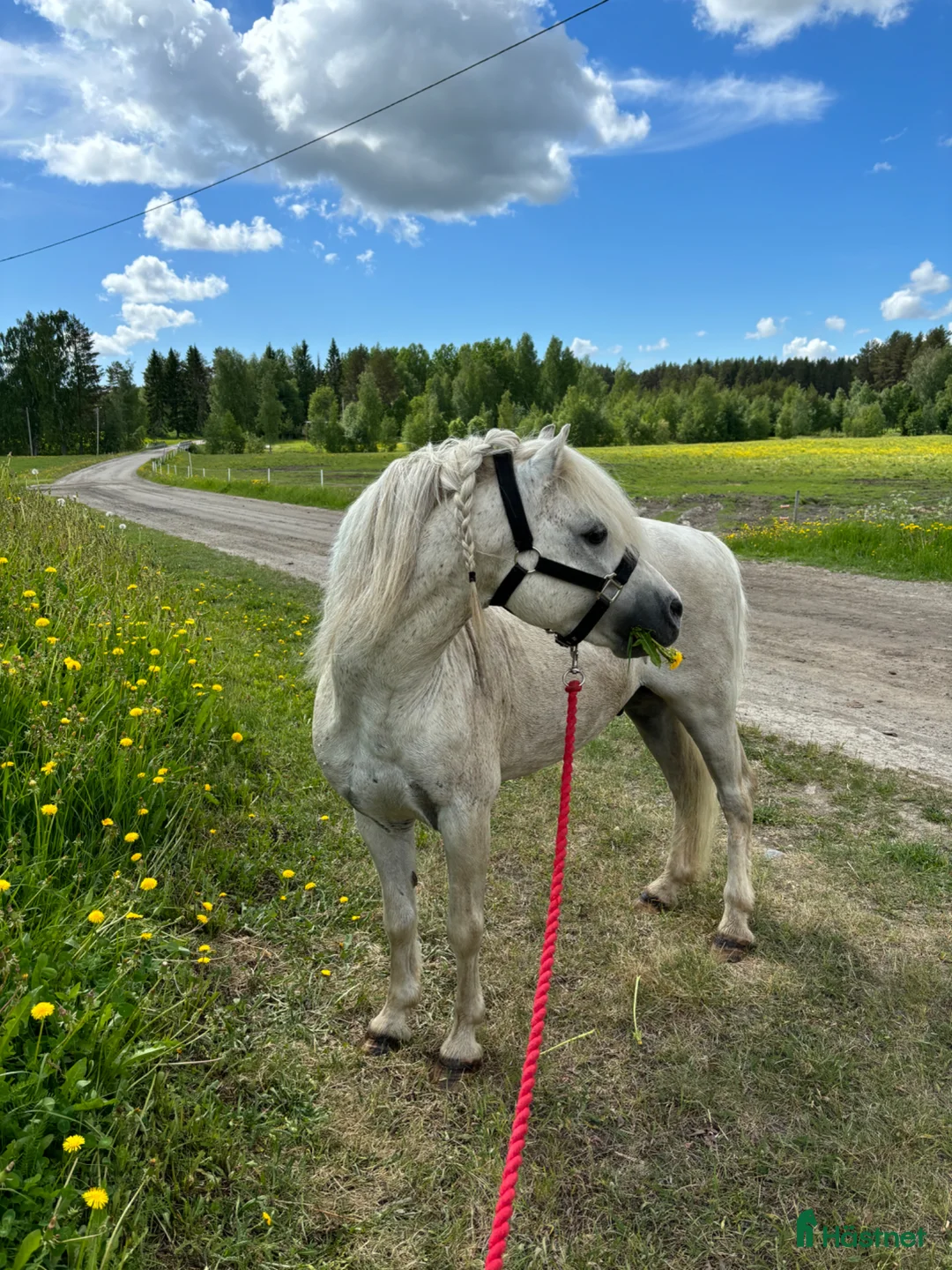 Allround hästar till salu: Sött Welsh mountain sto i Luleå - Annons 8