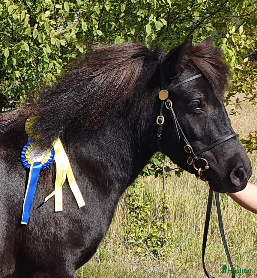  hästar Sto med gedigen stam - Annons 17