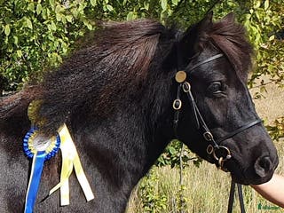 hästar Sto med gedigen stam - Annons 15