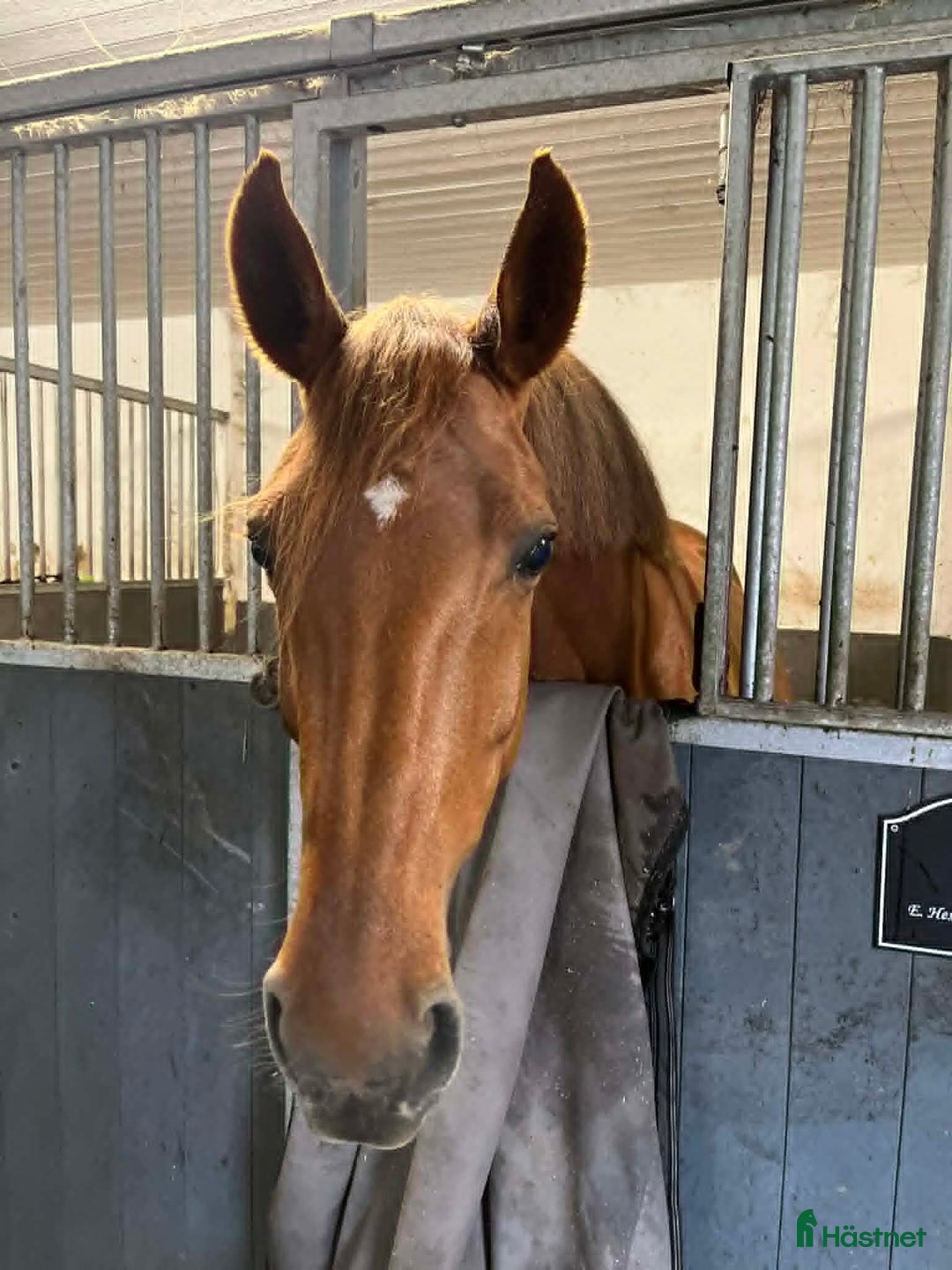 Avelshästar hästar till salu: Snyggt sto för avel i Kungälv - Annons 1