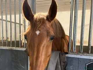 hästar Snyggt sto för avel i Kungälv - Annons 2