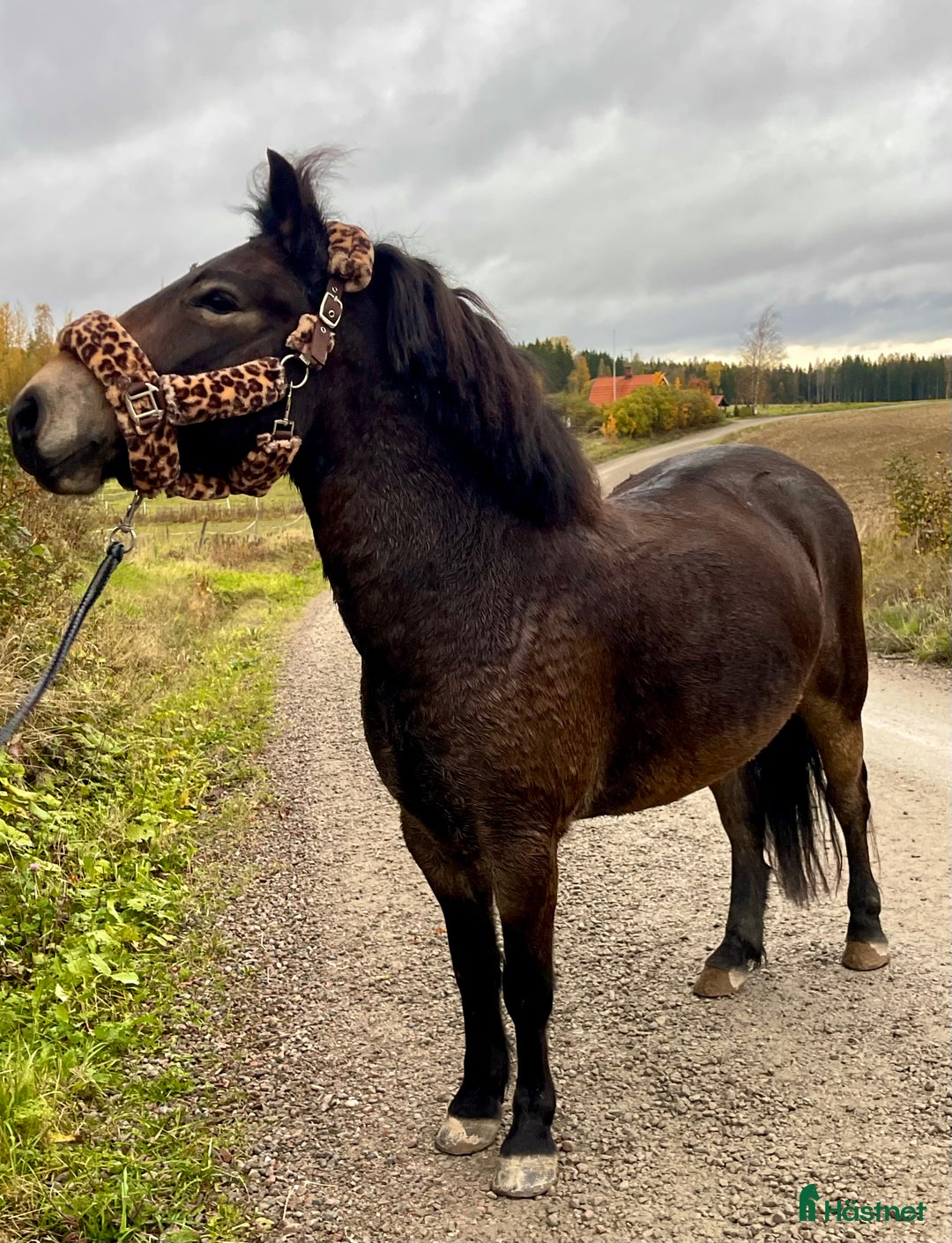 Allround hästar till salu: Gullig ponnyvalack i Västerfärnebo - Annons 7
