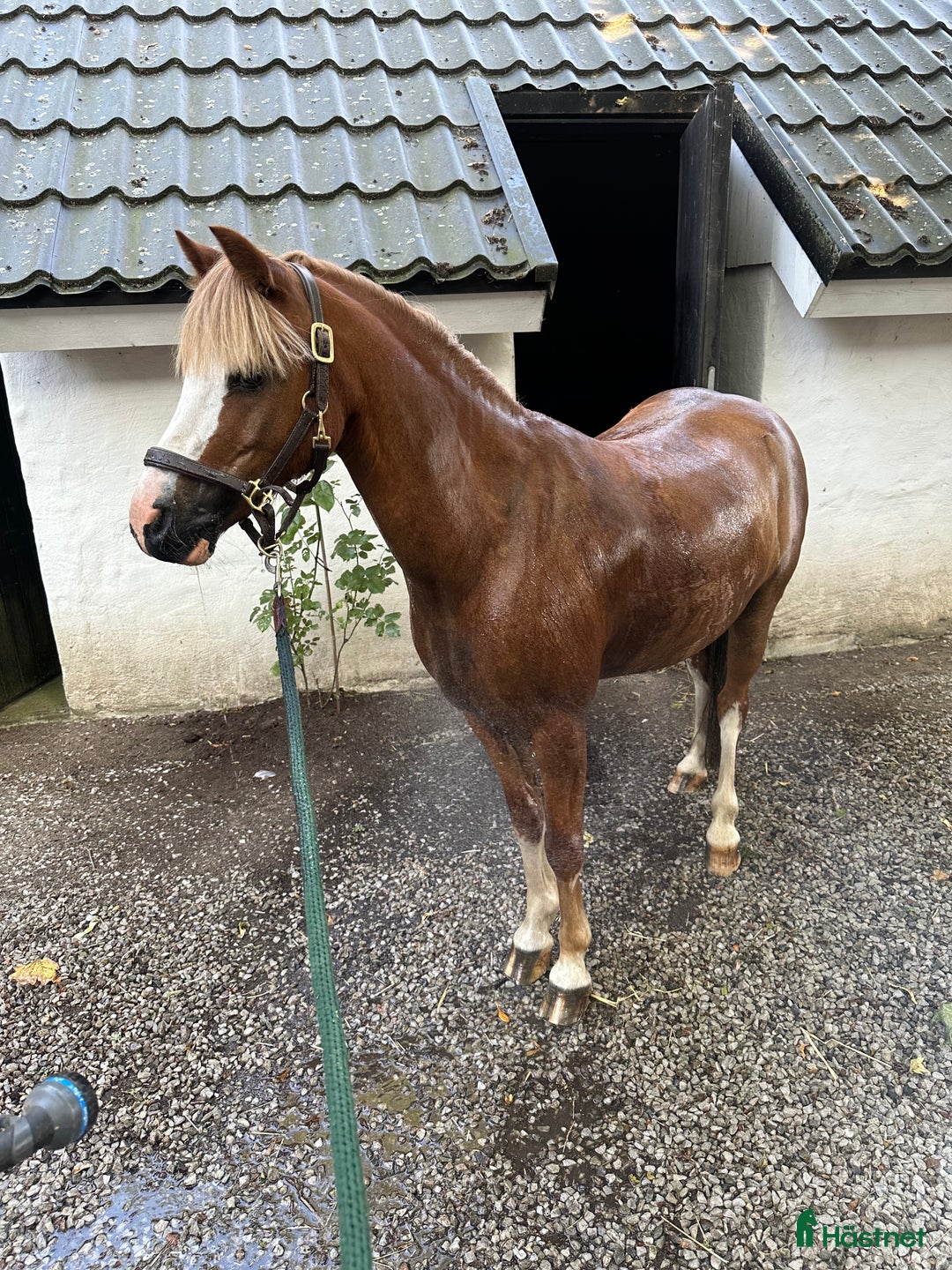 Allround hästar till salu: Sockersöt läromästare  - Annons 3