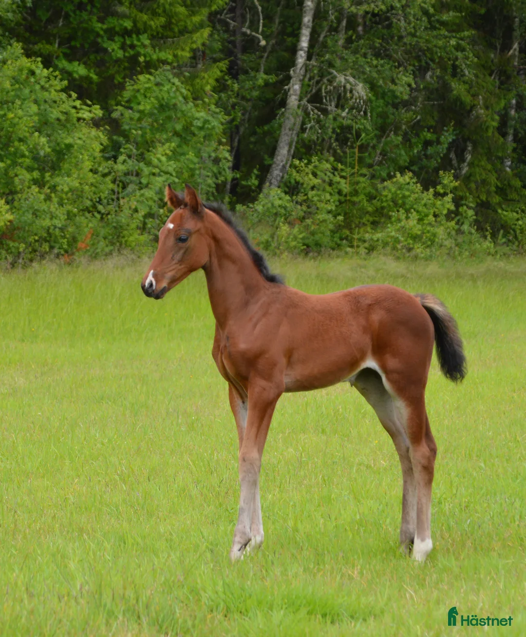 Dressyr hästar till salu: Flott hoppeføll selges! i Sagstua - Annons 1
