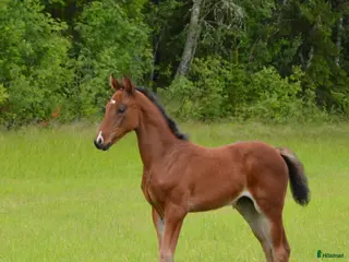 hästar Flott hoppeføll selges! i Sagstua - Annons 9