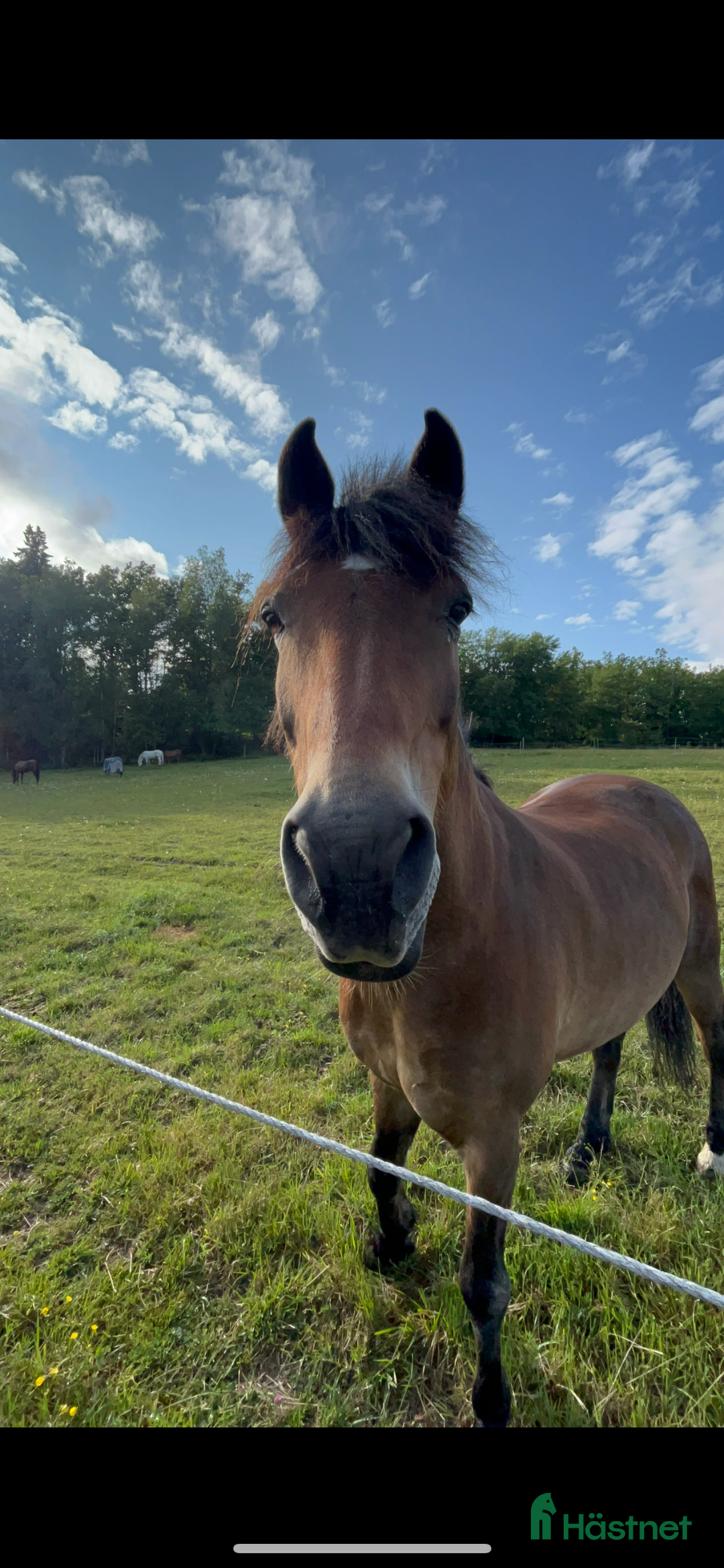  medryttarhäst finnes: Hästskötare till halt häst sökes - Annons 2