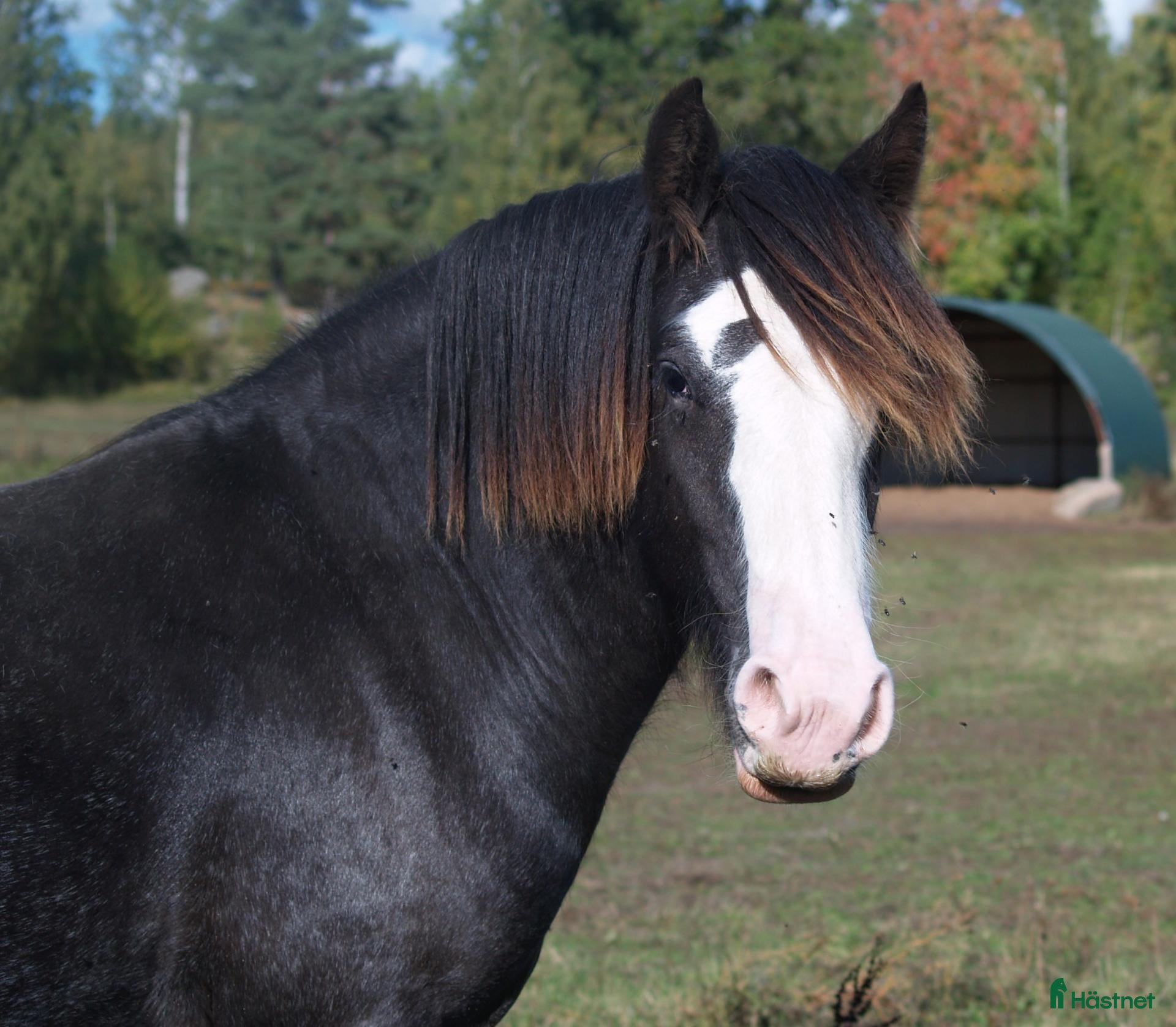 Allround hästar till salu: Irish Cob valack - Annons 2