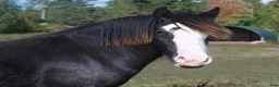 Allround hästar till salu: Irish Cob valack - Annons 1