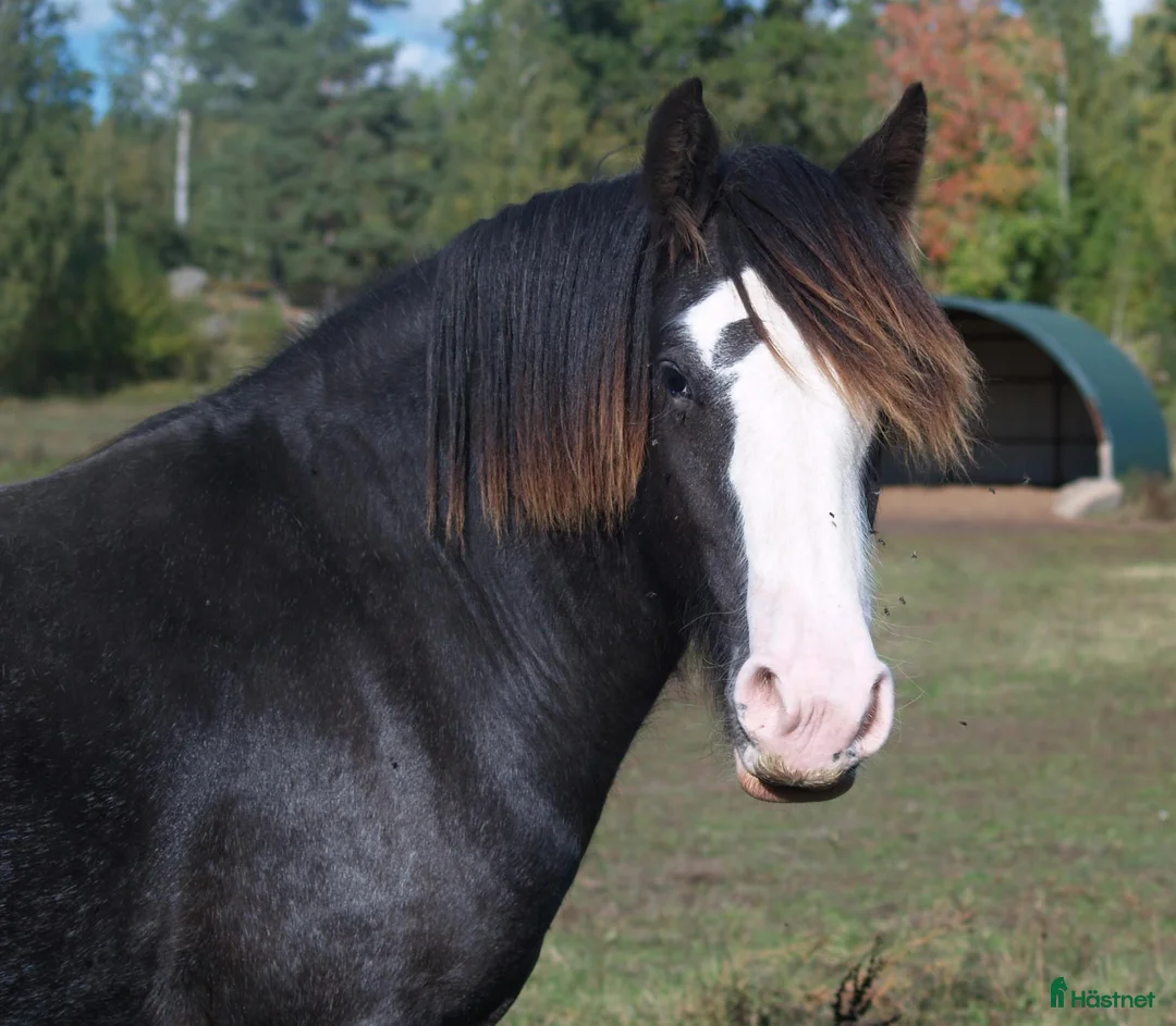 Allround hästar till salu: Irish Cob valack - Annons 1