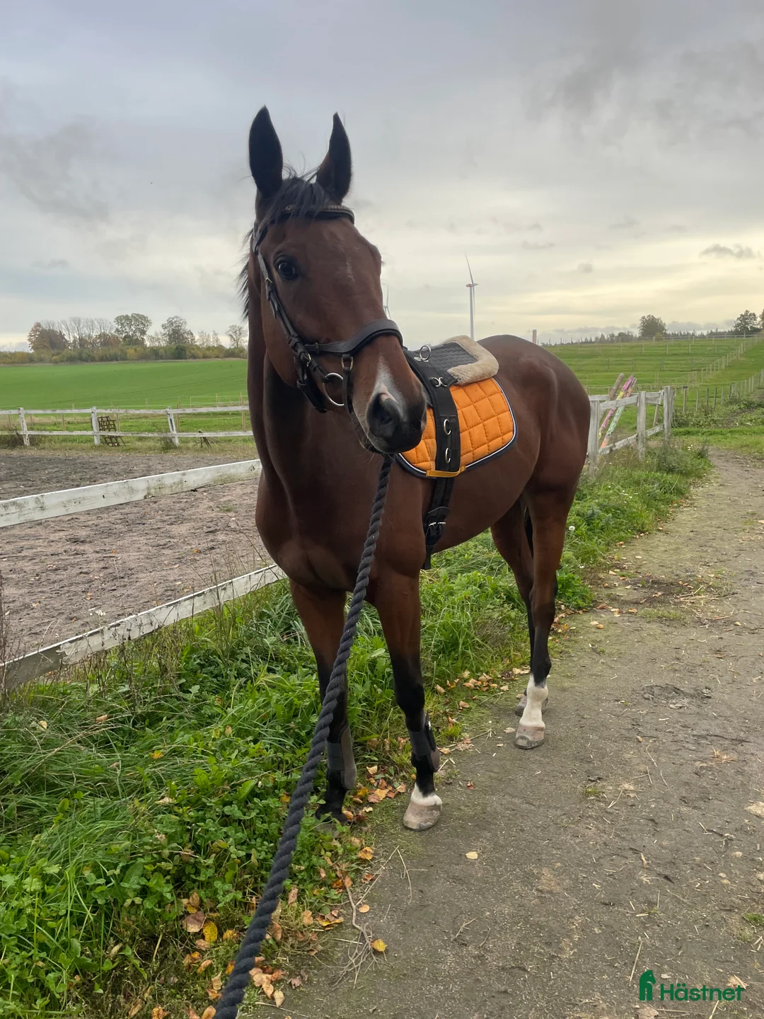 Allround hästar till salu: Projekt häst  - Annons 2