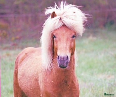  hästar Supersnygg Islandshingst, 6 år, söker nytt utmanig - Annons 11