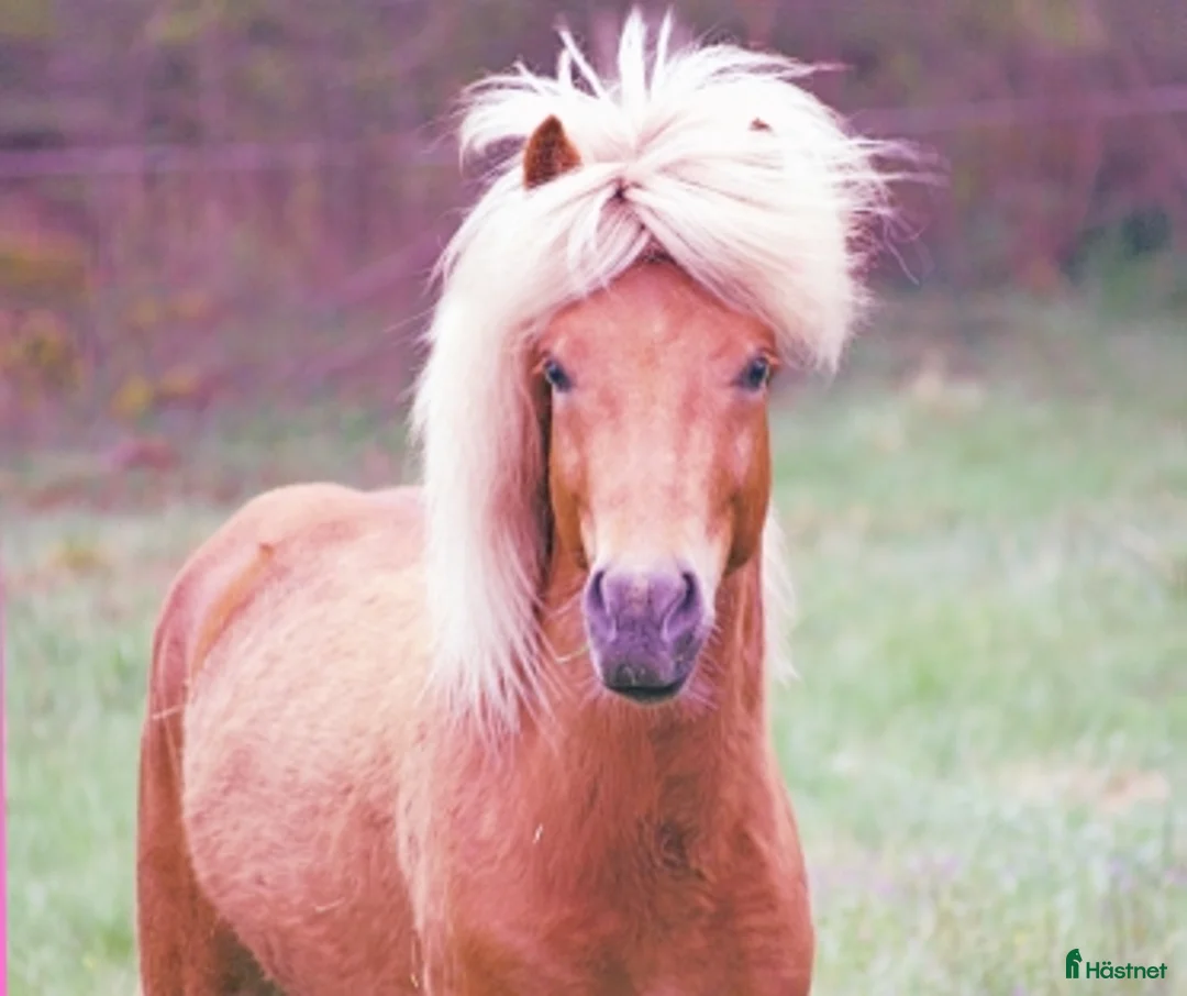 Island hästar till salu: Supersnygg Islandshingst, 6 år, söker nytt utmanig - Annons 1