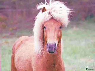 hästar Supersnygg Islandshingst, 6 år, söker nytt utmanig - Annons 11